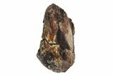 Triceratops Tooth - Montana #94018-1